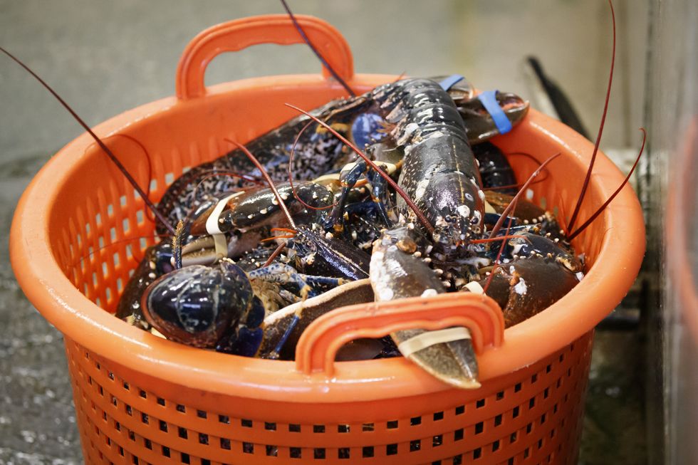 Lobsters are processed at the fishing port at Bridlington Harbour in Yorkshire, after European Commission president Ursula von der Leyen said she and Boris Johnson had agreed to go the extra mile and continue negotiations on a post-Brexit trade deal.