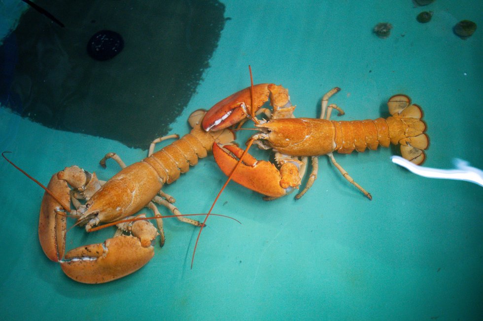 Lobsters