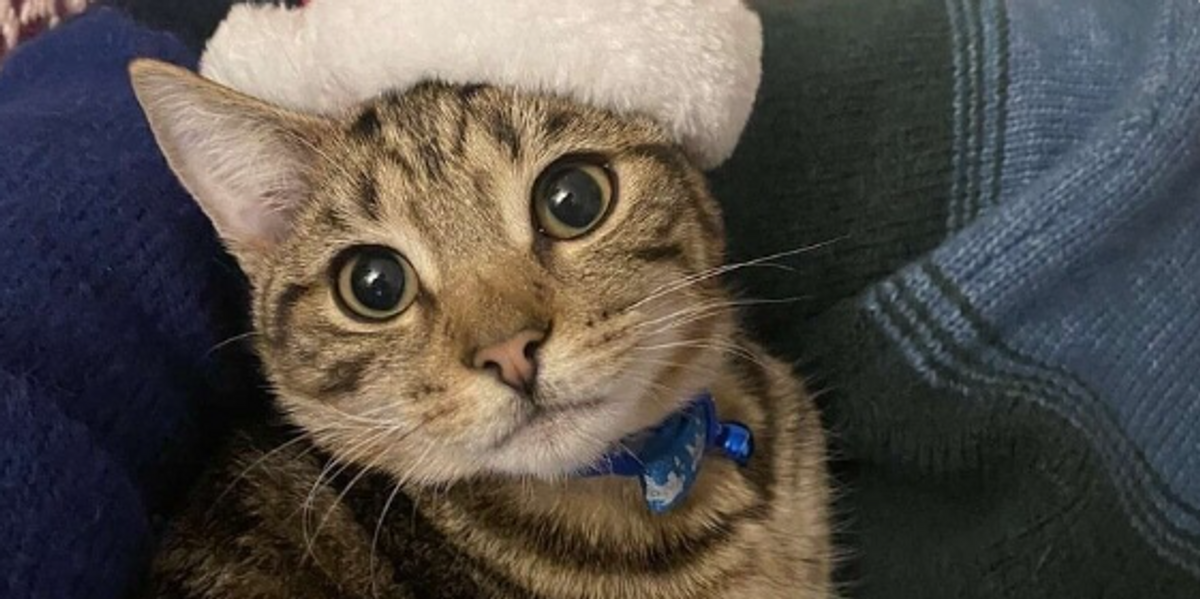 NextImg:XL Bully dog mauls cat to death as owner launches petition to change law