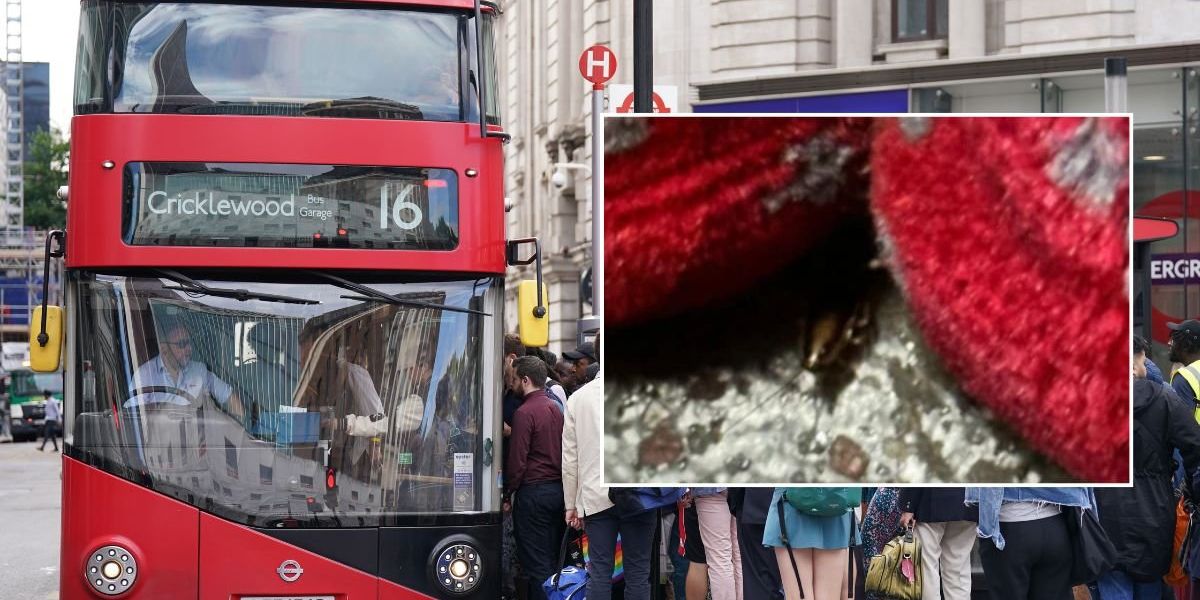 London buses infested with cockroaches as drivers demand urgent action London buses infested with cockroaches as drivers demand urgent action
