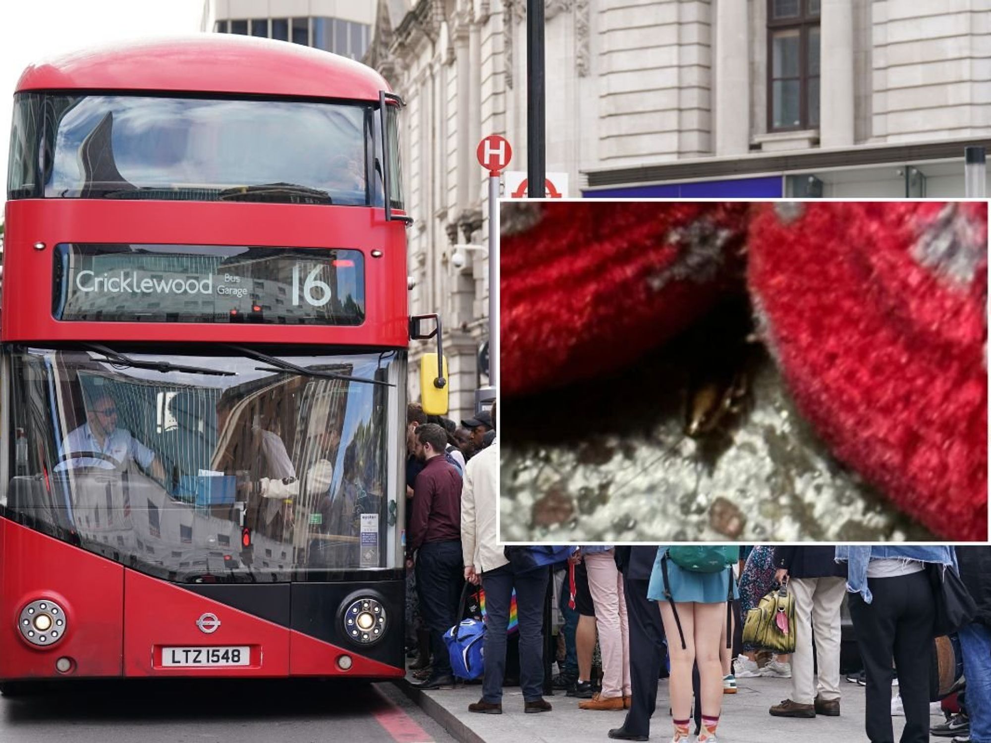 London bus and a cockroach