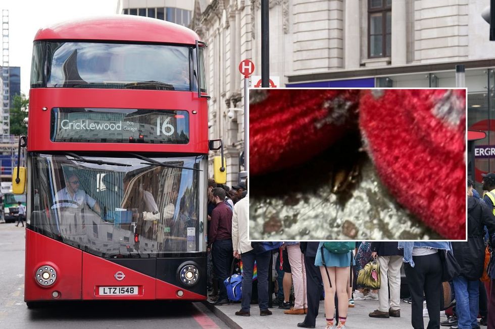 London bus and a cockroach