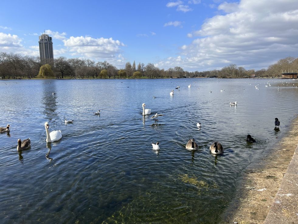 London swans