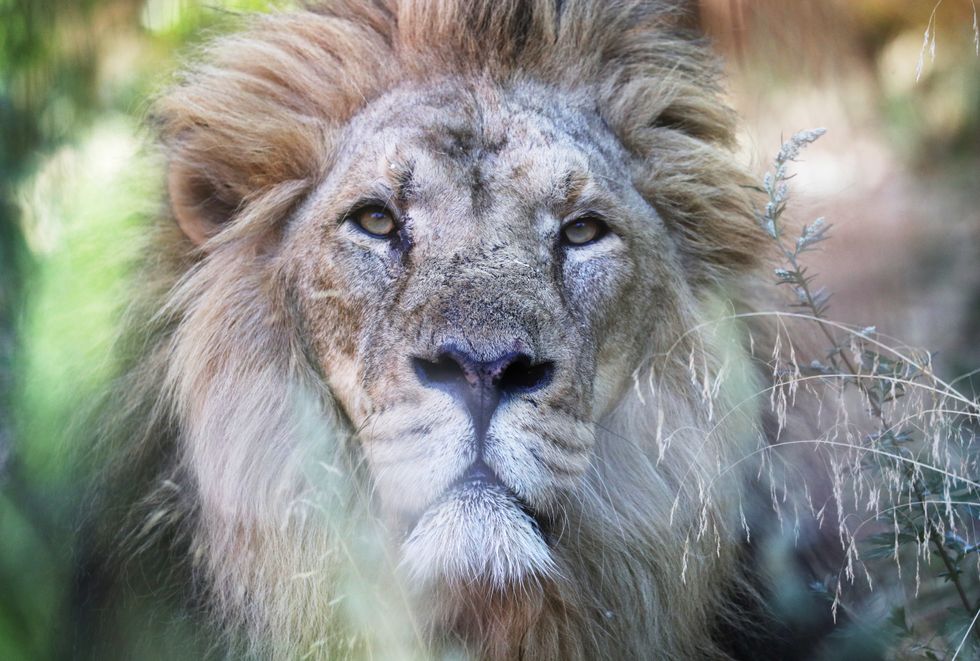 London Zoo reveals five animal escape attempts in four years - thankfully no lions!