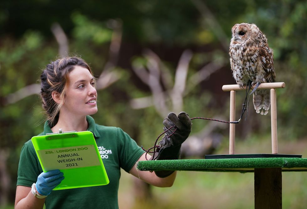 London Zoo reveals five animal escape attempts in four years