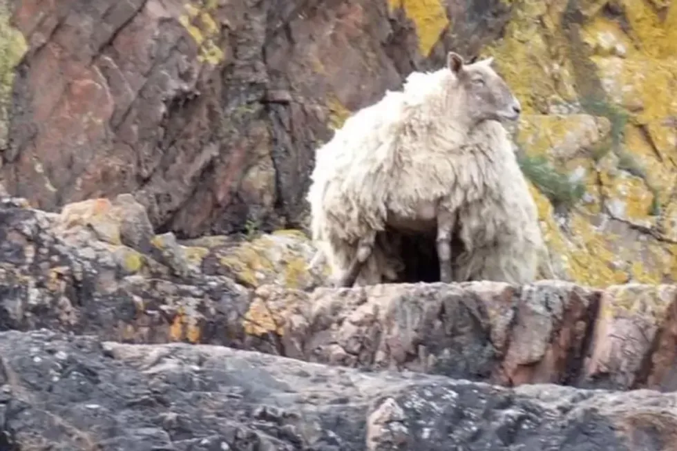 Lonely sheep in the Scottish Highlands