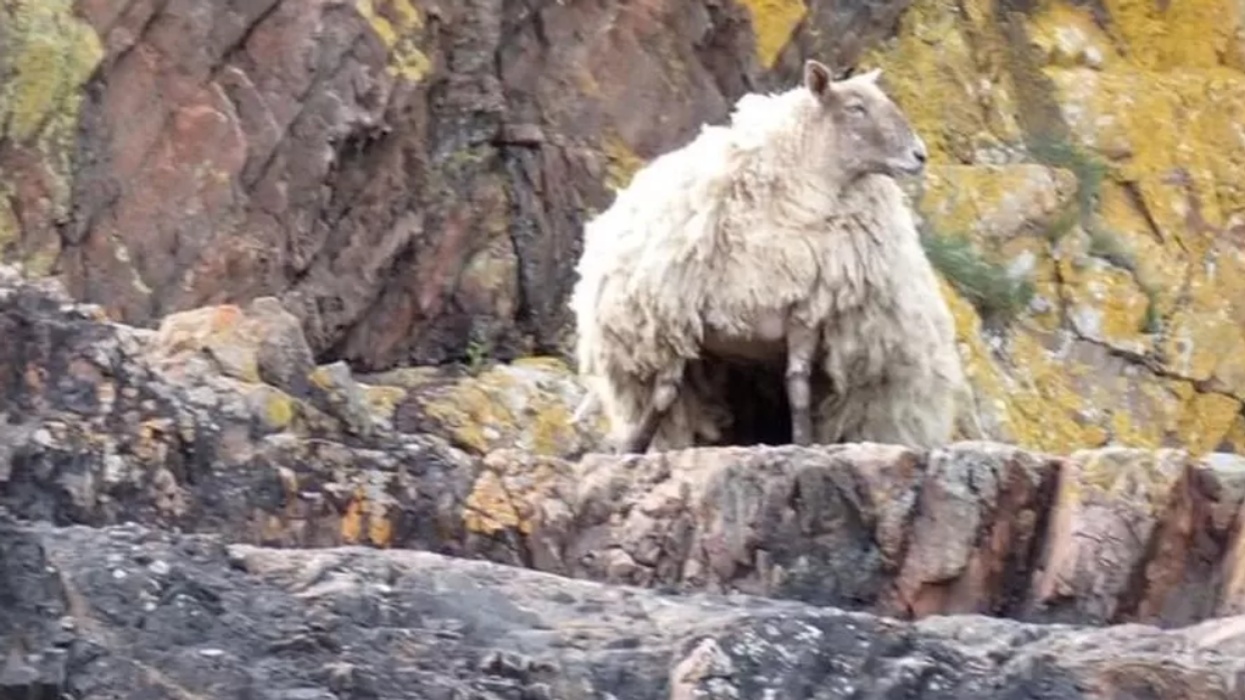 Lonely sheep