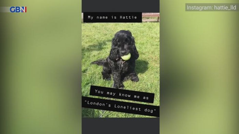 Spaniel dubbed ‘London's loneliest dog’ finds a home after spending more than 500 days at animal shelter