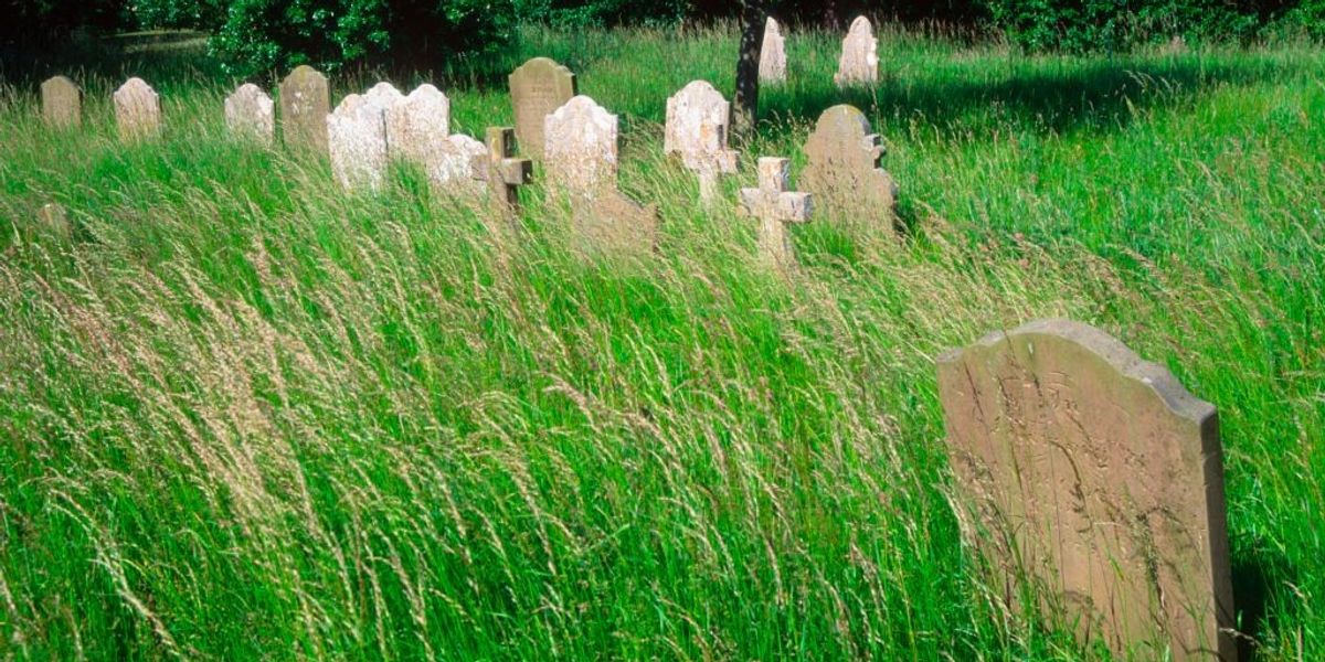 NextImg:Locals left 'in tears' as council flower rewilding leaves families unable to find graves