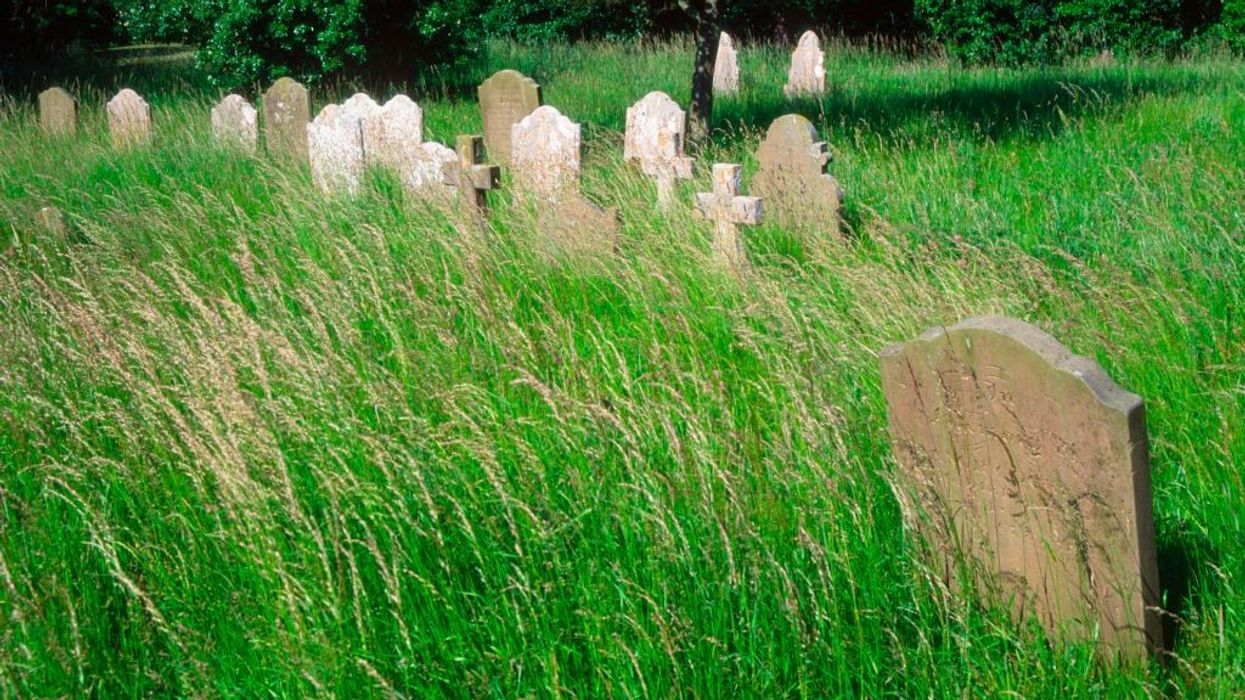 Long grass in graveyard
