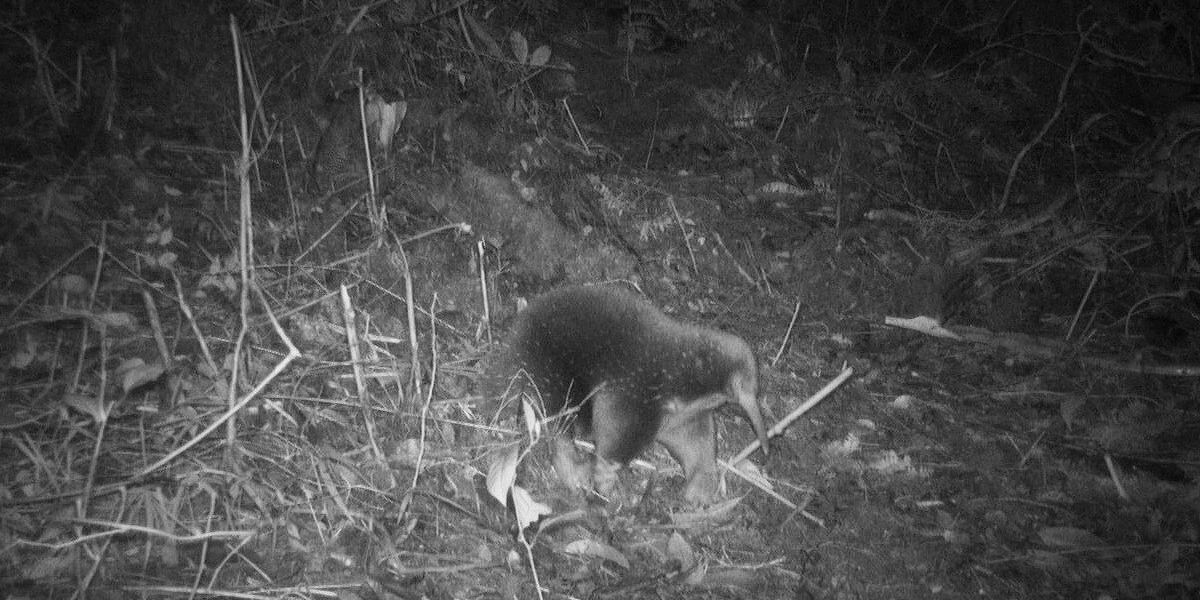NextImg:Long lost mammal named after David Attenborough rediscovered after 60 years