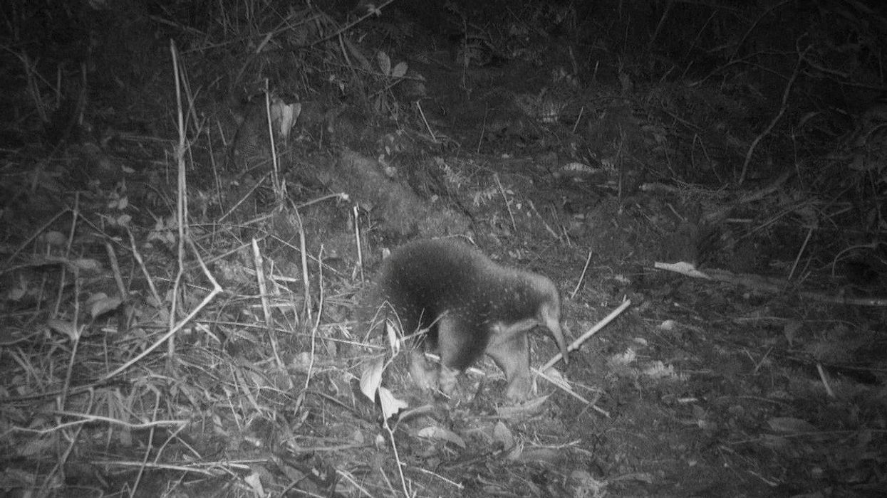 Long lost mammal named after David Attenborough rediscovered after 60 years