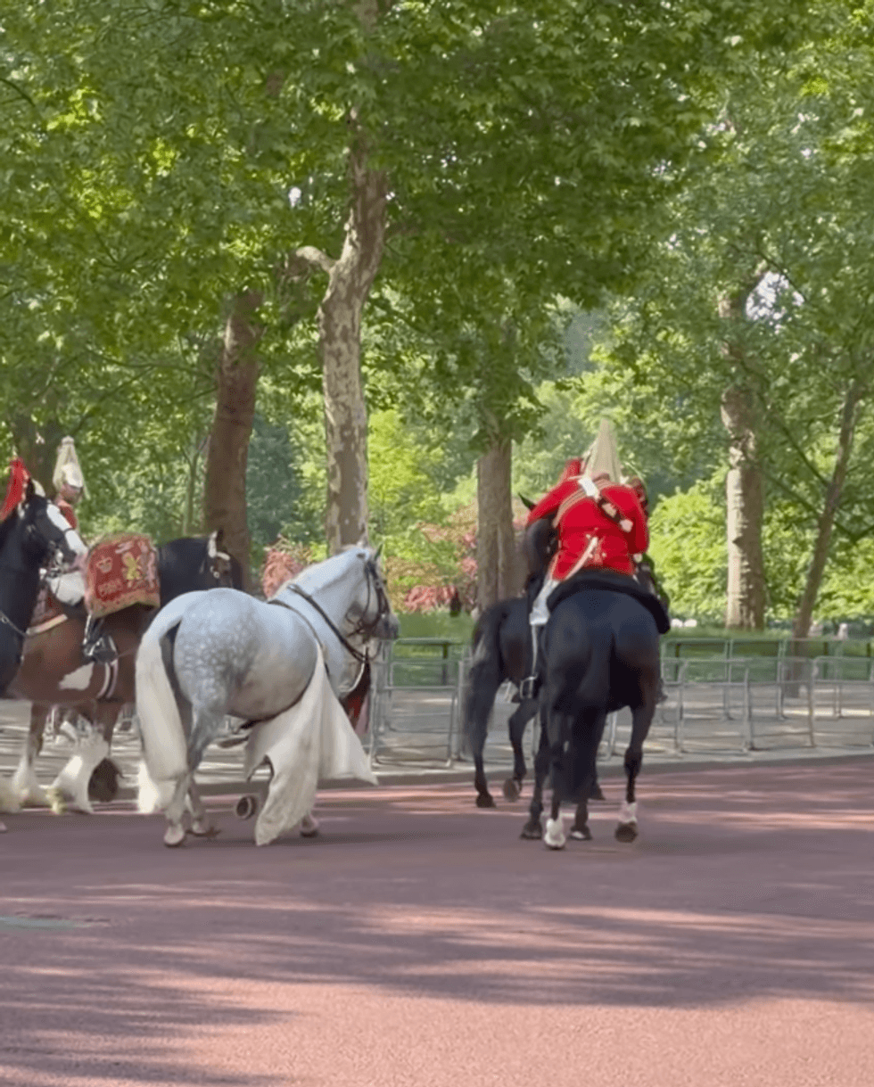 loose horse