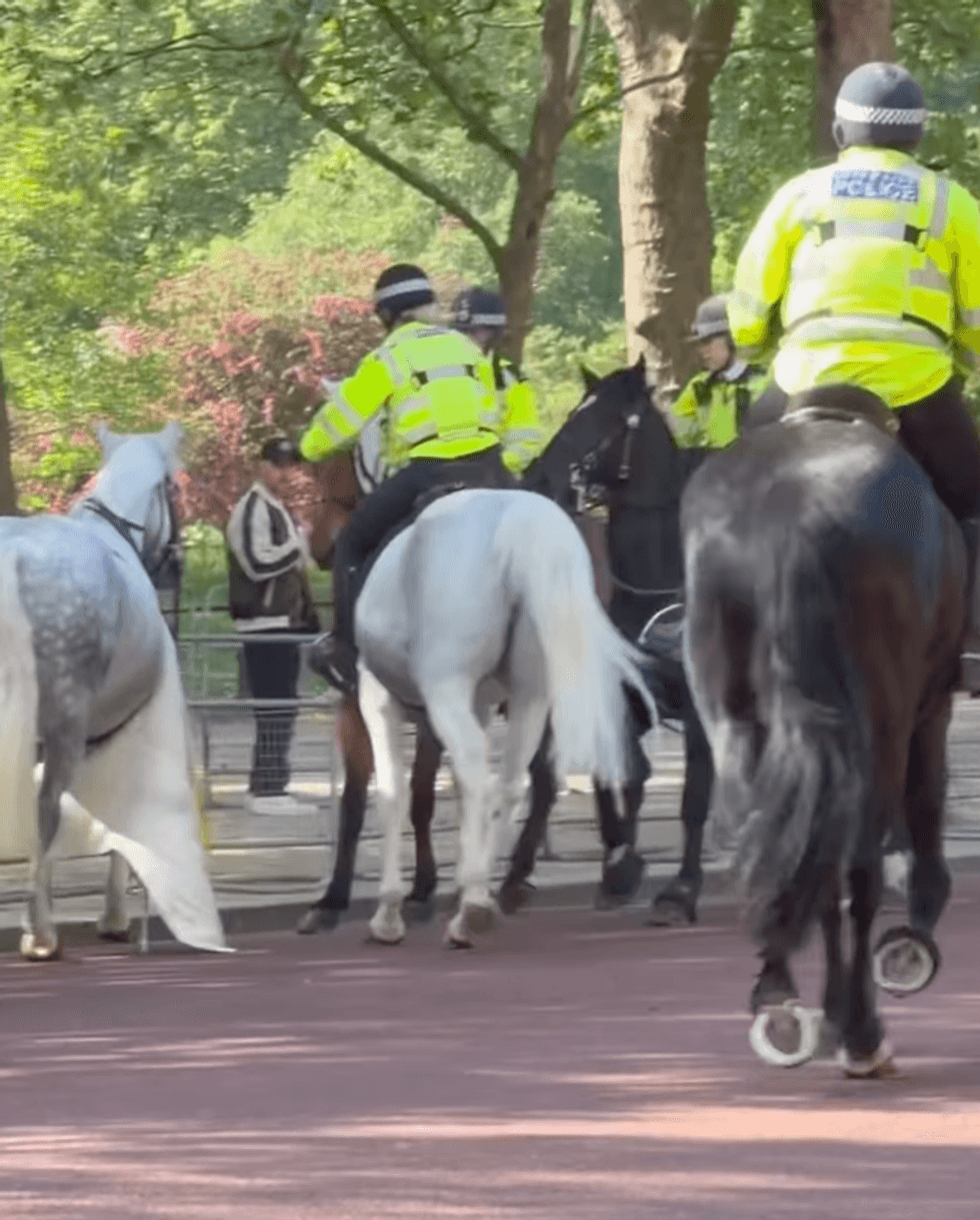 loose horse
