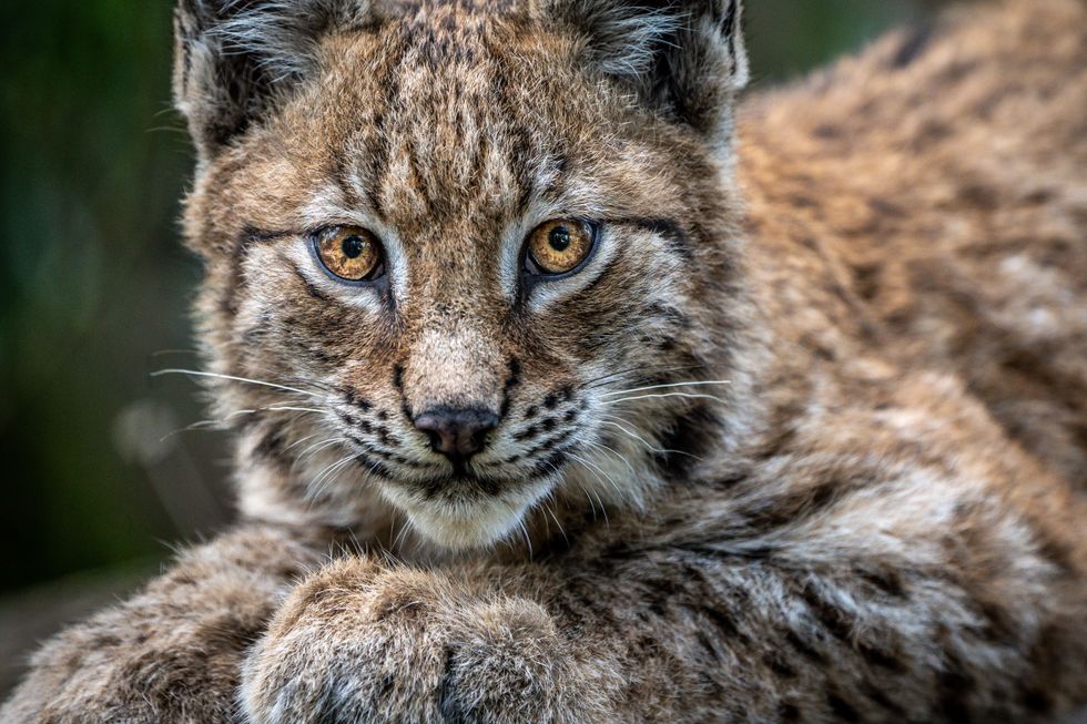Lynx