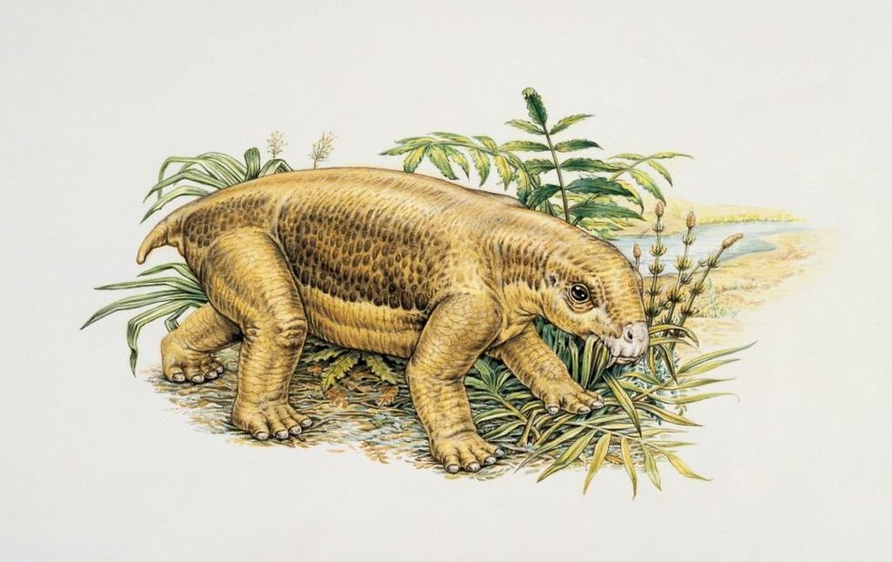 Lystrosaurus