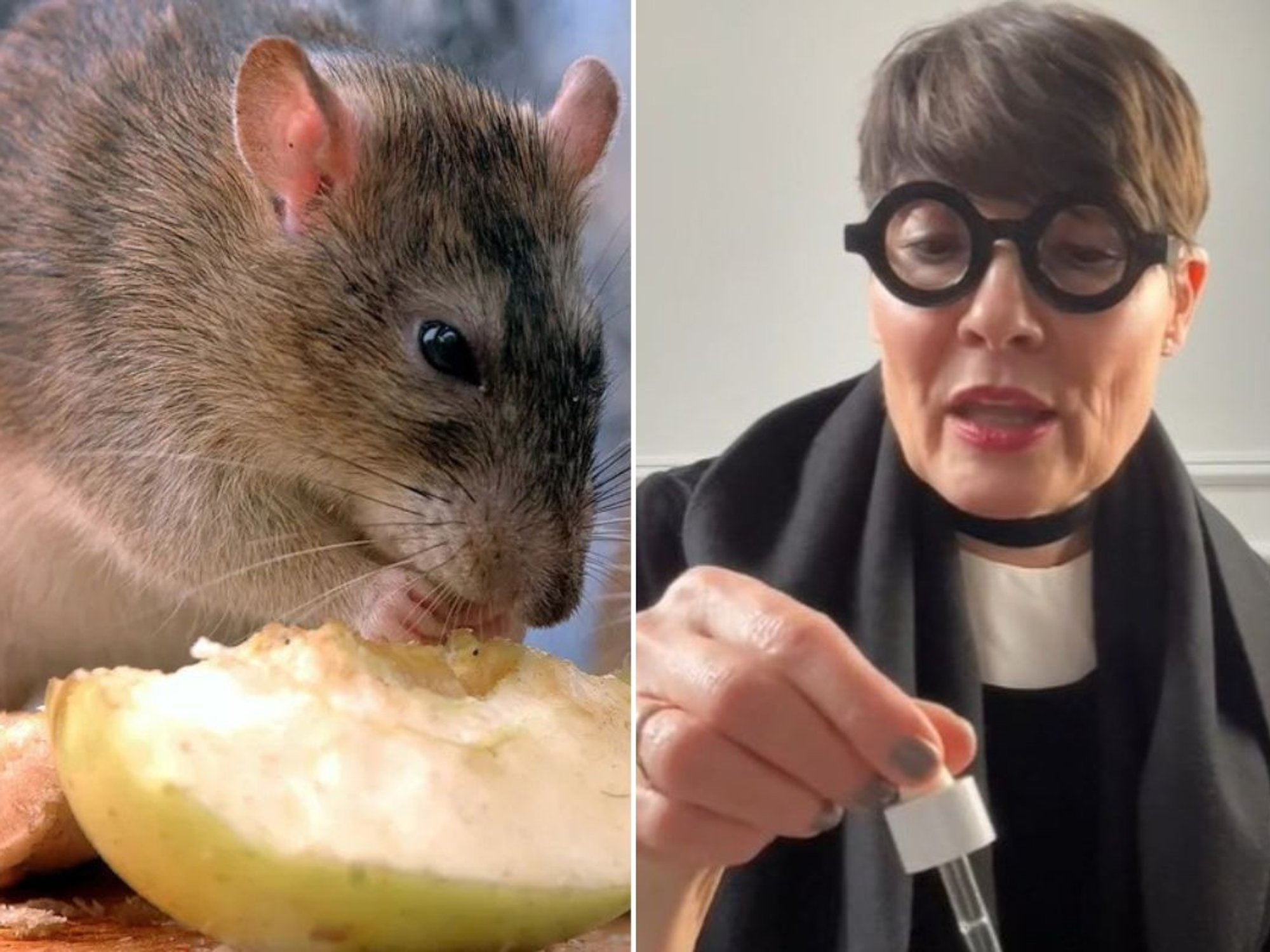 MADAME SWEAT AND RODENT