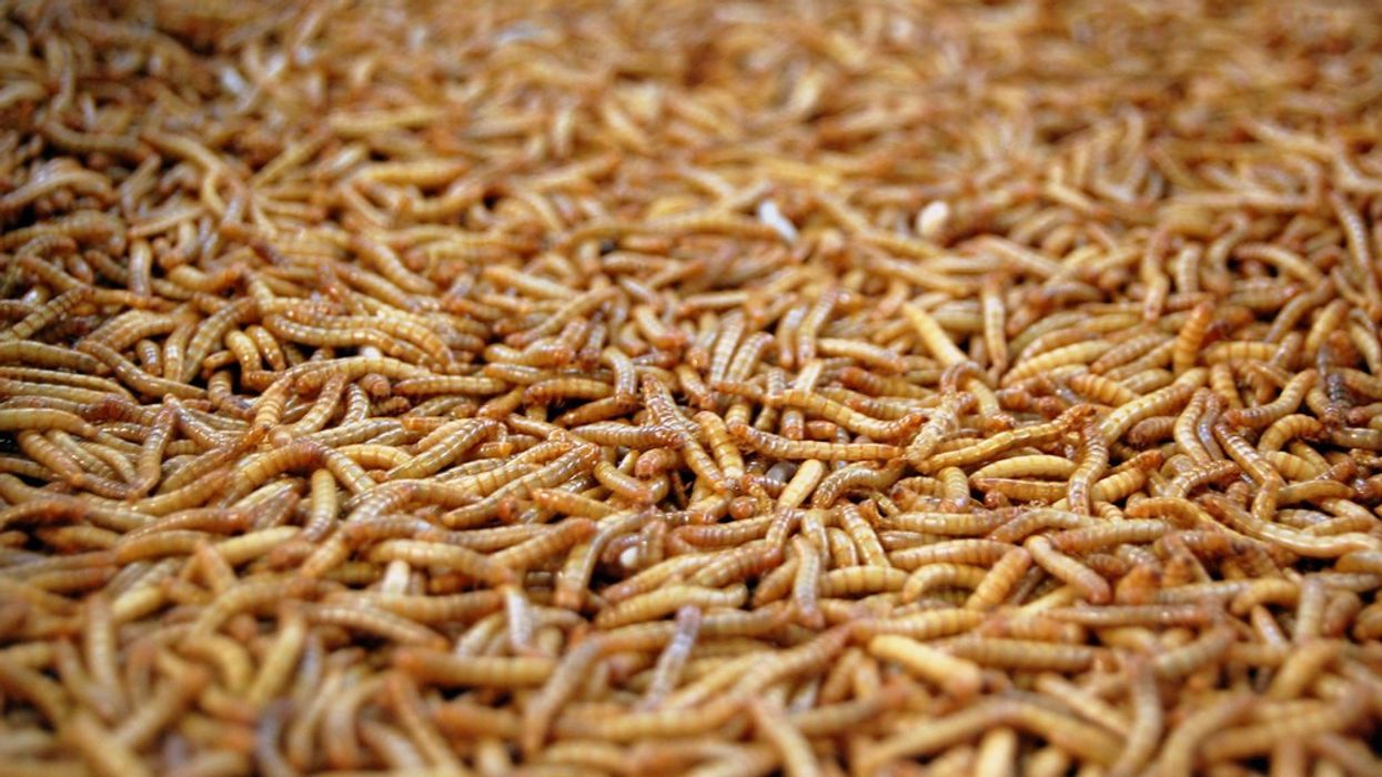 Maggots