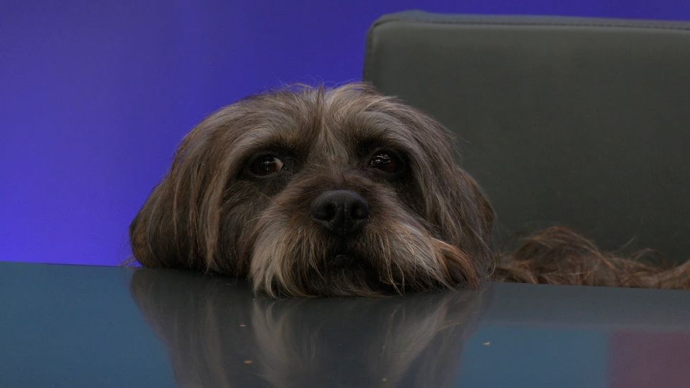 Magi, a rescue terrier mutt