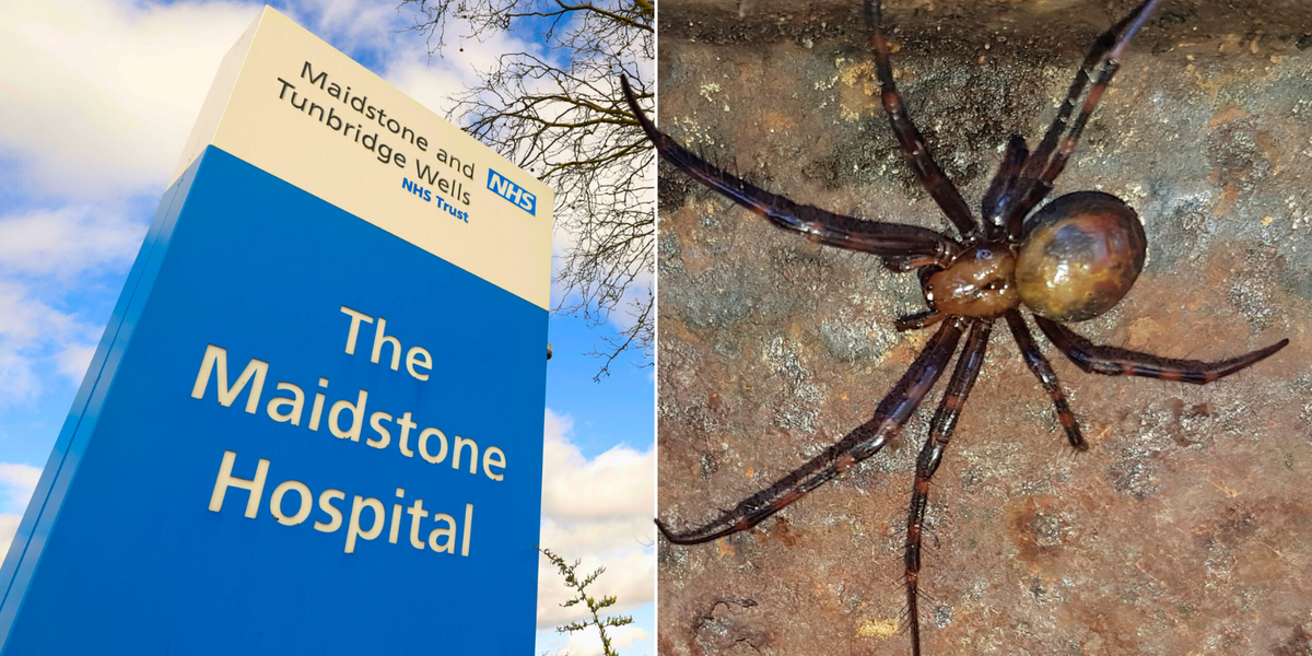 NextImg:British dad's limbs 'nearly exploded' after he was bitten by UK's deadliest spider while in bed