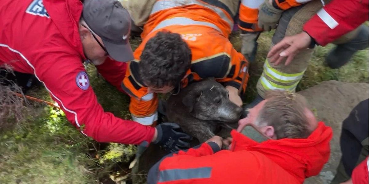 Dog which fell more than 20ft down hole rescued after six-hour operation Dog which fell more than 20ft down hole rescued after six-hour operation