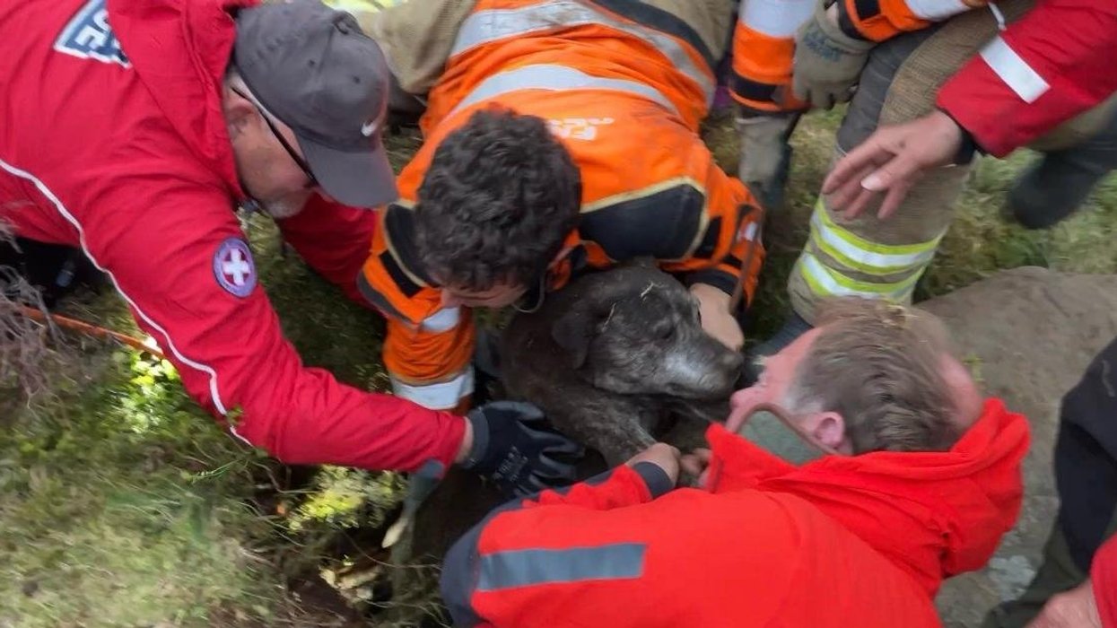 Maisy being rescued from the hole