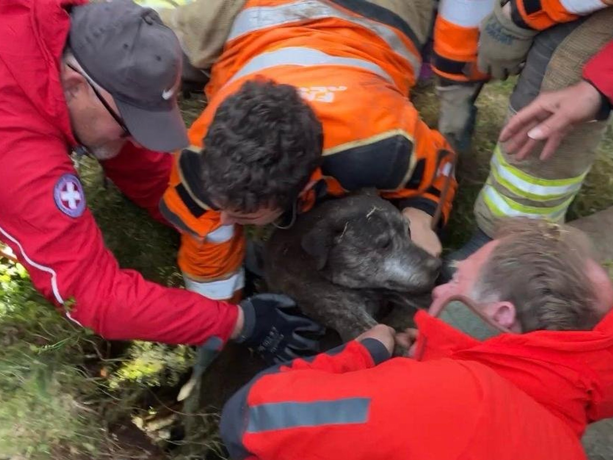 Maisy being rescued from the hole