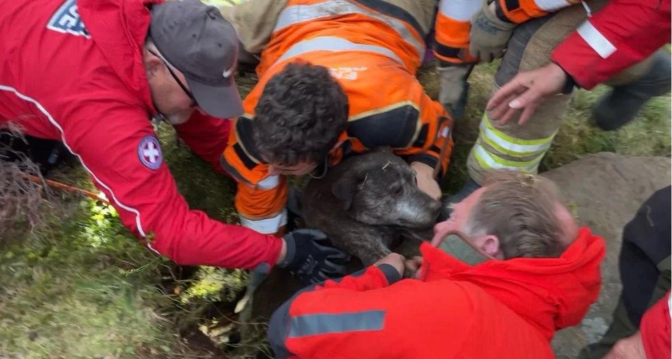 Maisy being rescued from the hole