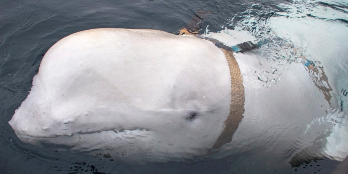 NextImg:'Putin’s spy whale' found dead after 'defecting' from Russia