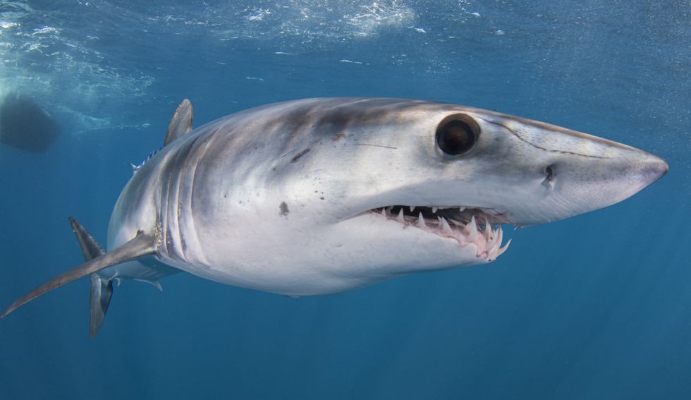 Mako Shark