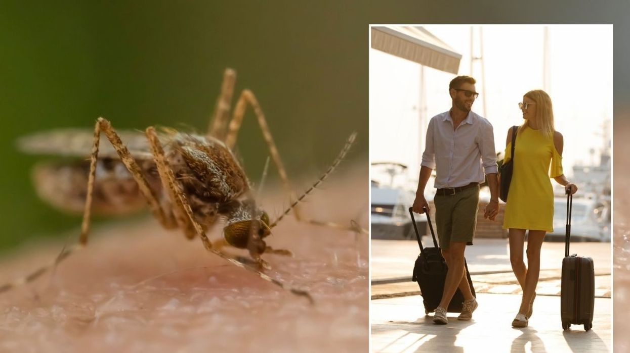 Malaria-carrying mosquito / Couple going on holiday