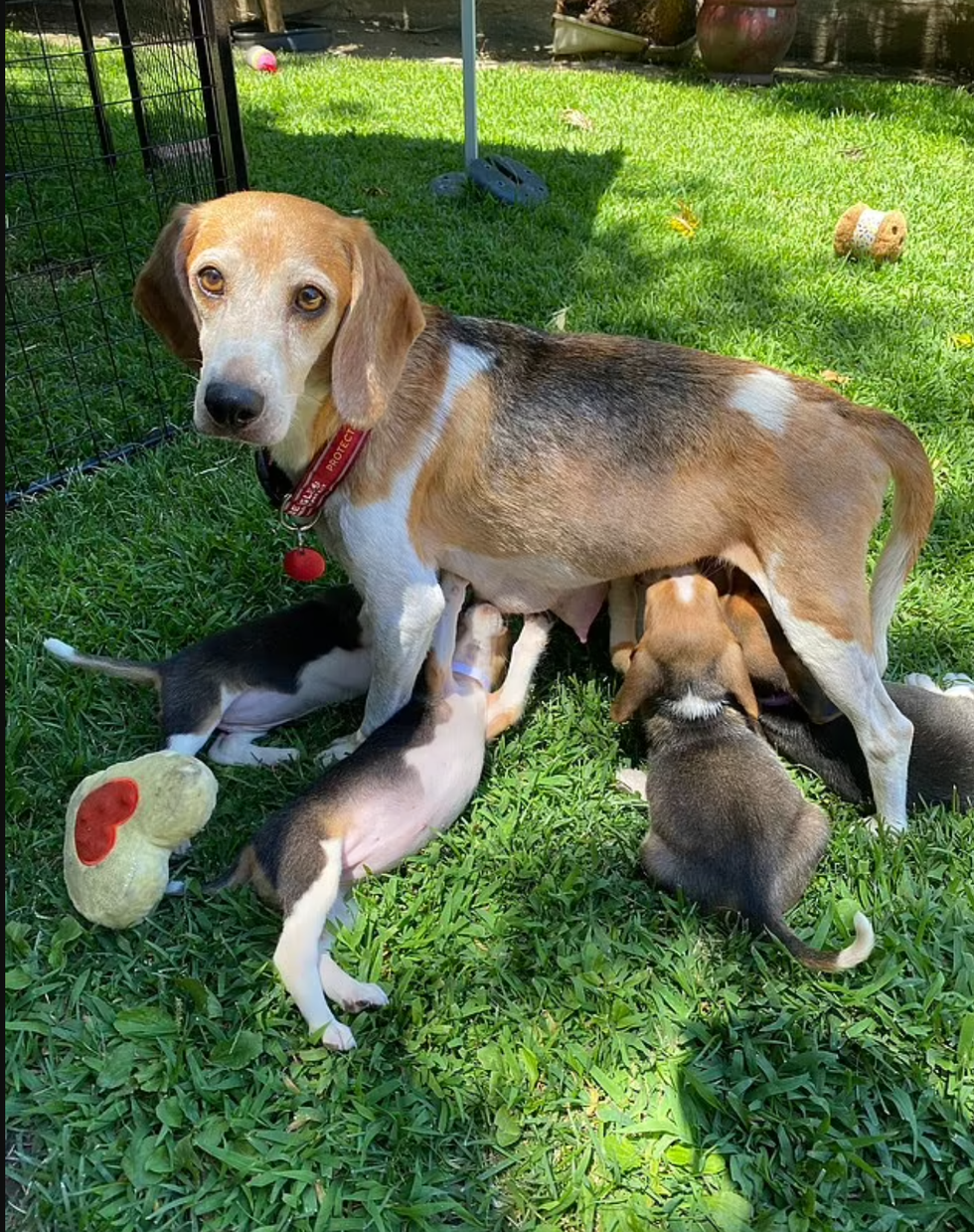 Mamma Mia and her puppies