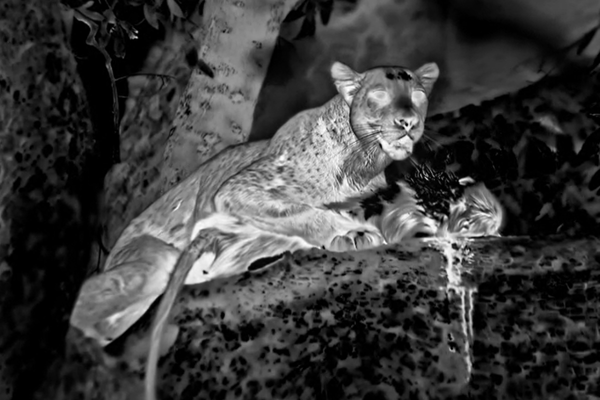 Mammals