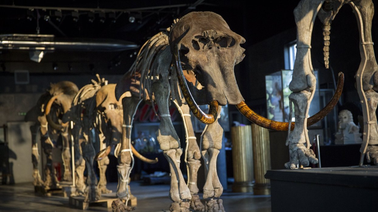 Mammoth skeleton