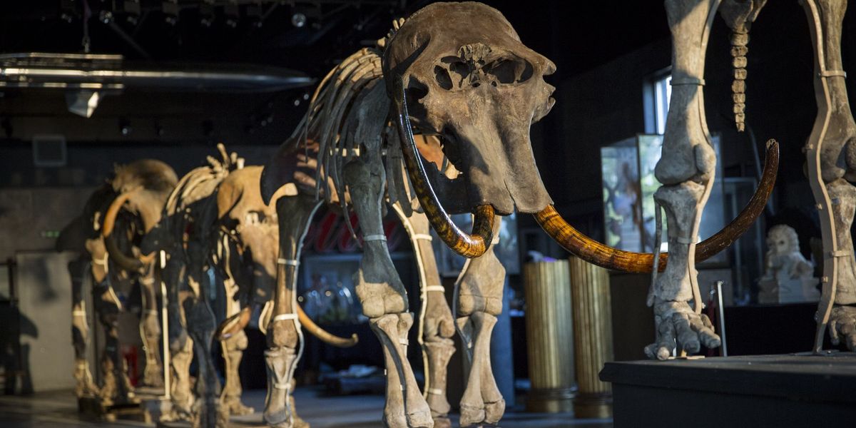 Schoolgirl finds 500,000-year-old mammoth bone on beach in stunning discovery Schoolgirl finds 500,000-year-old mammoth bone on beach in stunning discovery