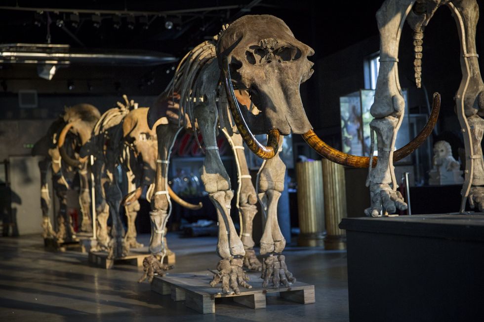 Mammoth skeleton