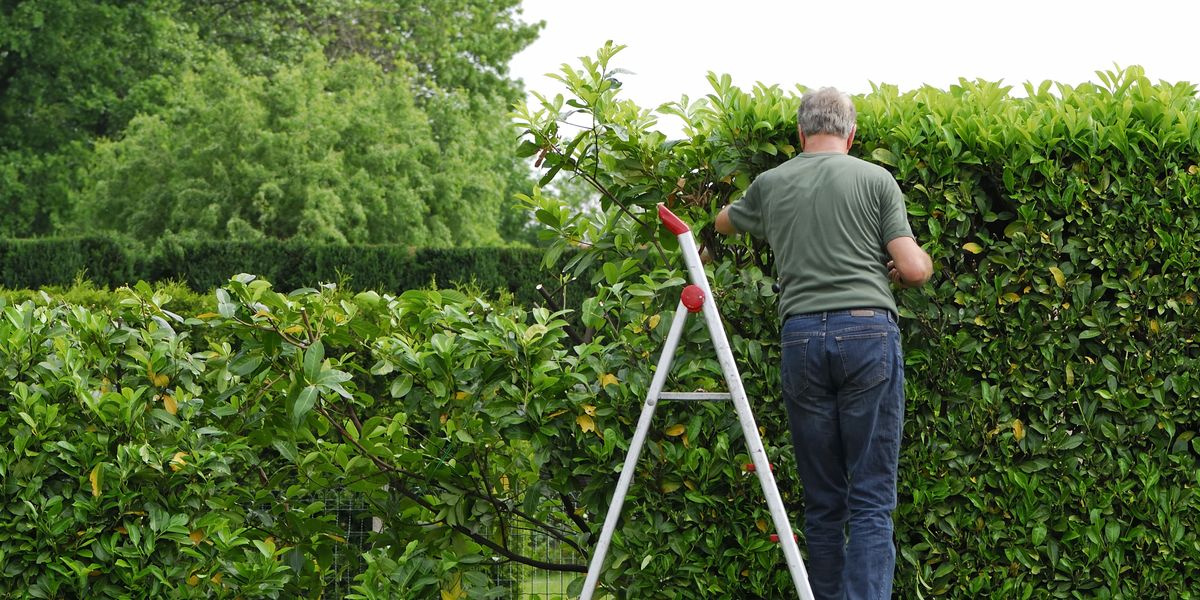NextImg:Neighbour from hell threatens to SUE homeowner for trimming the top of a hedge
