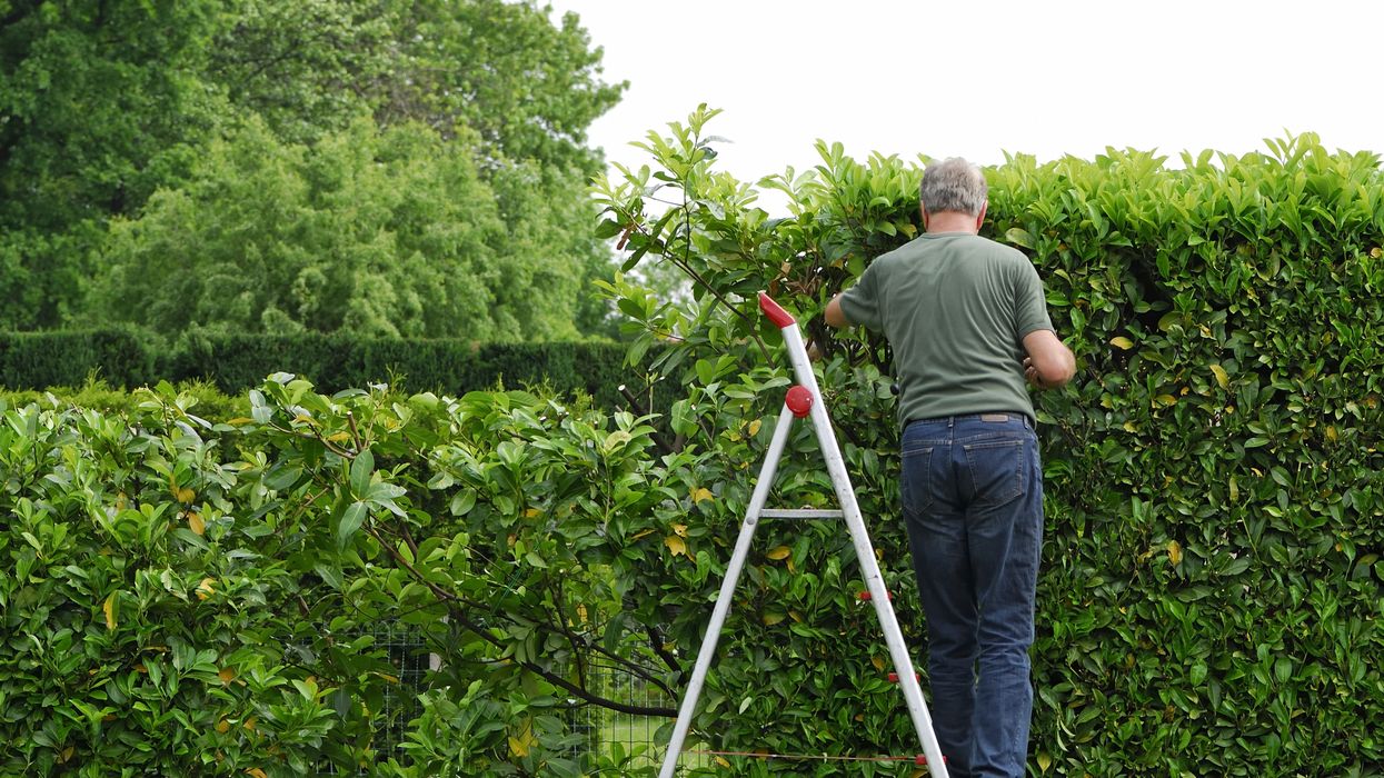 Man cutting hedge