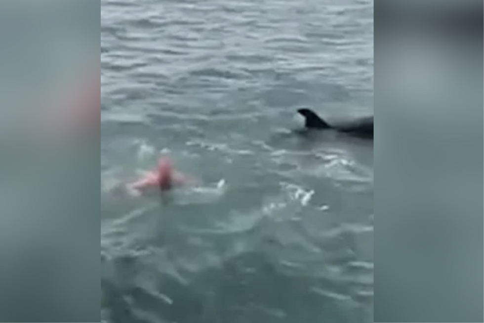 Man diving on orca