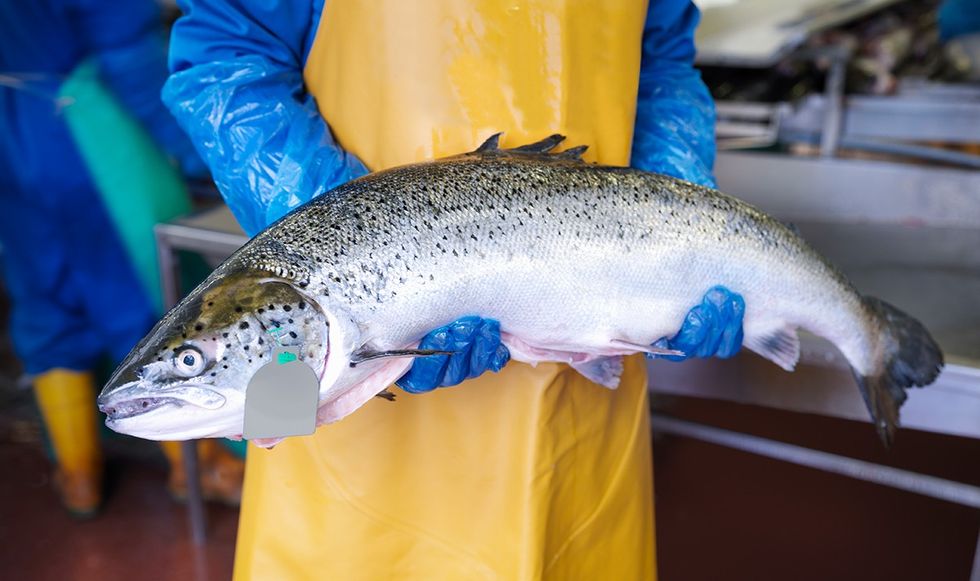 Man holding fresh hand-reared Scottish salmon in factory of fish farm