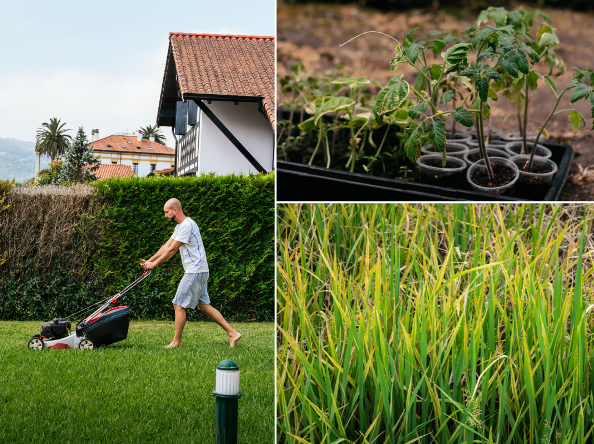 Man mowing a green lawn; discoloured grass; wilting plants