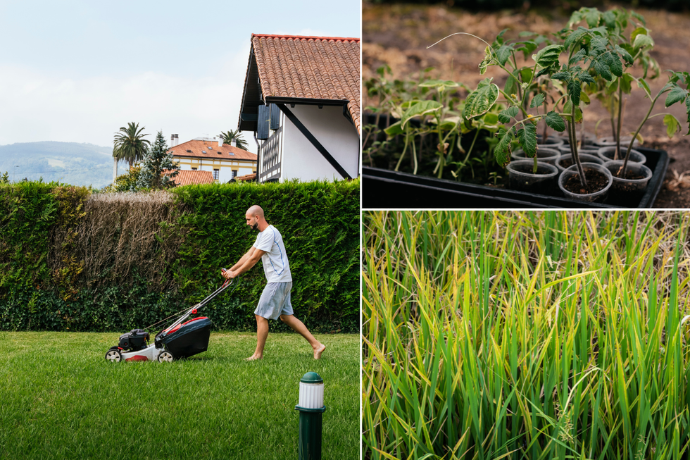 Man mowing a green lawn; discoloured grass; wilting plants