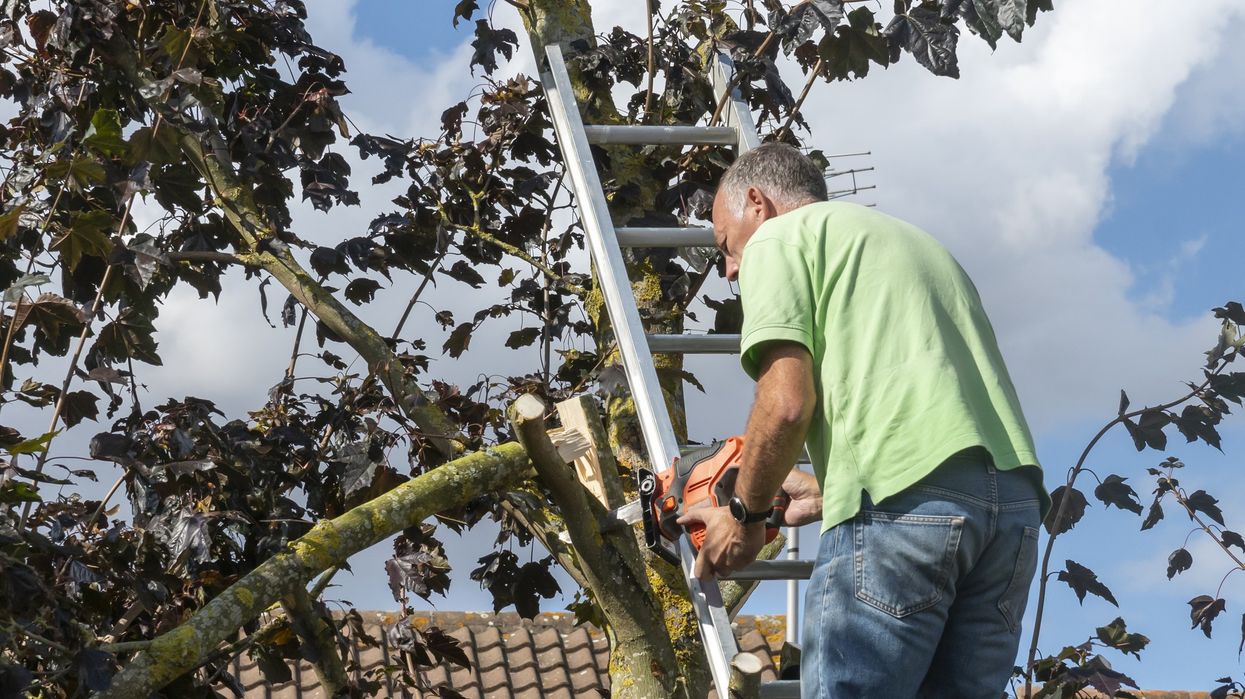 Man on ladders chopping down a tree