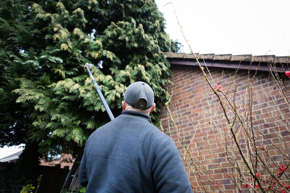 Man pruning tree