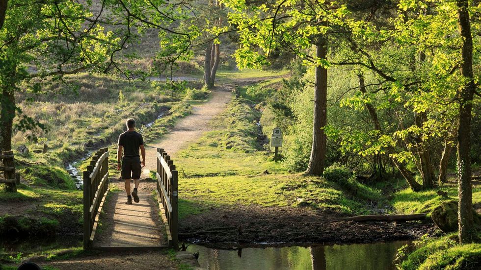 Man walking through New Forest