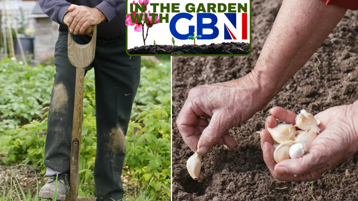 Man with spade / someone planting garlic bulbs