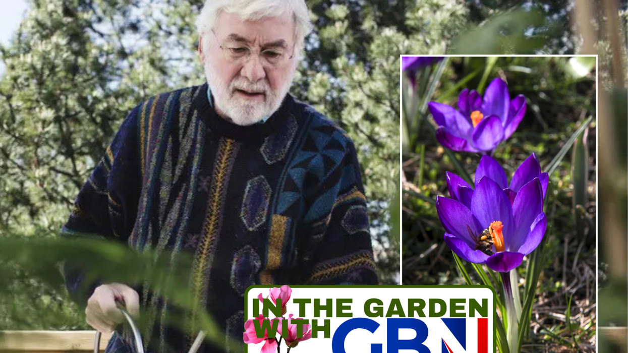 Man with watering can / Crocuses