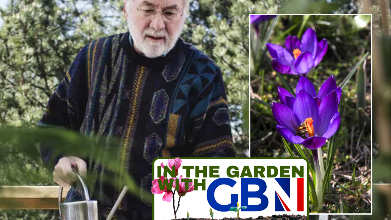 Man with watering can / Crocuses