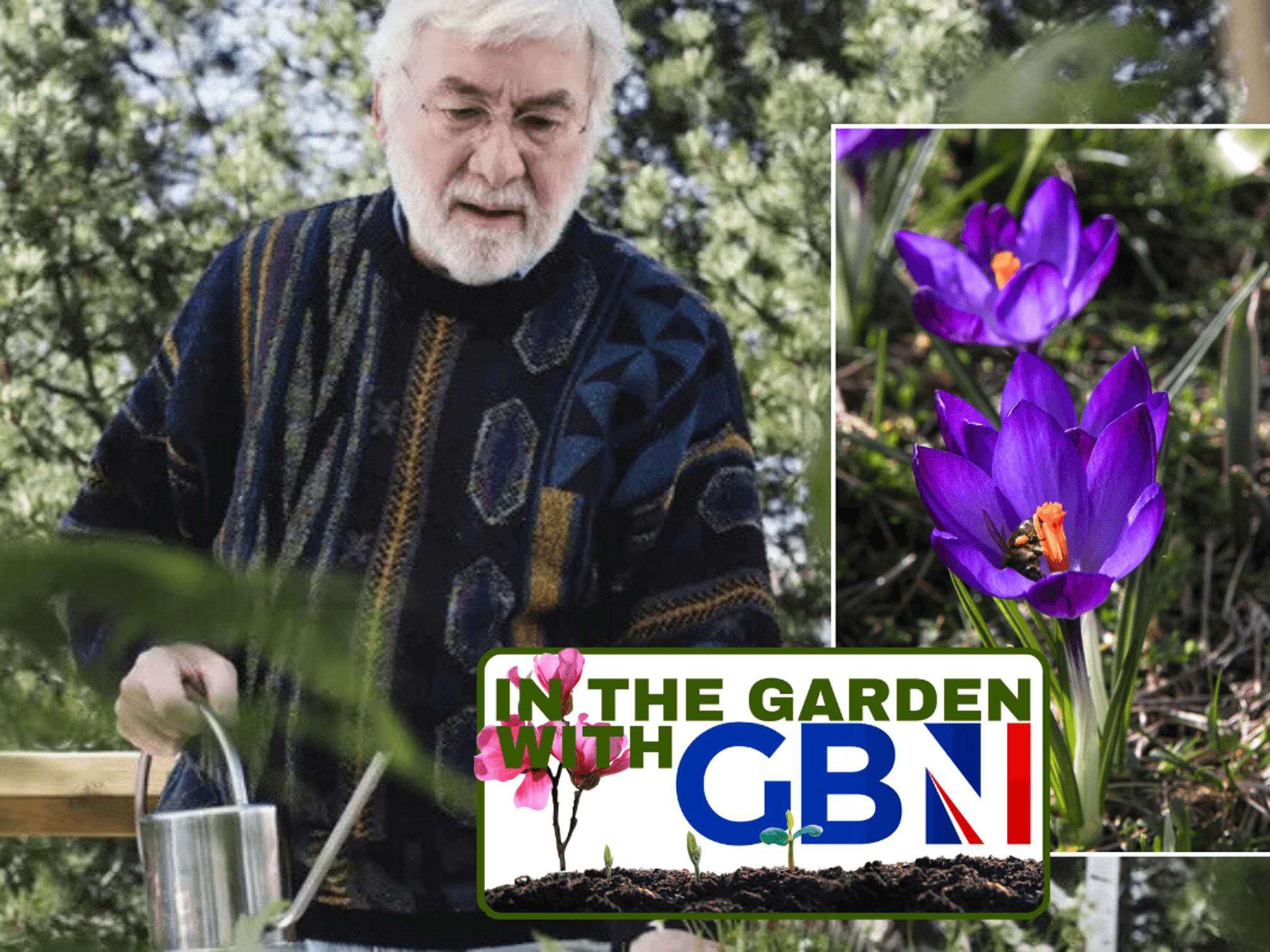 Man with watering can / Crocuses