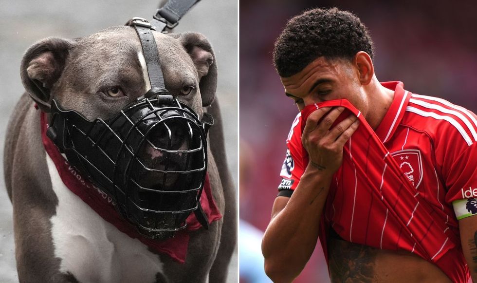 Many footballers have bought dogs such as XL Bullies amid a string of high-profile burglaries
